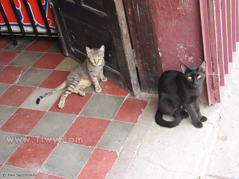 En el mundo gatuno de la ciudad no hay problemas raciales