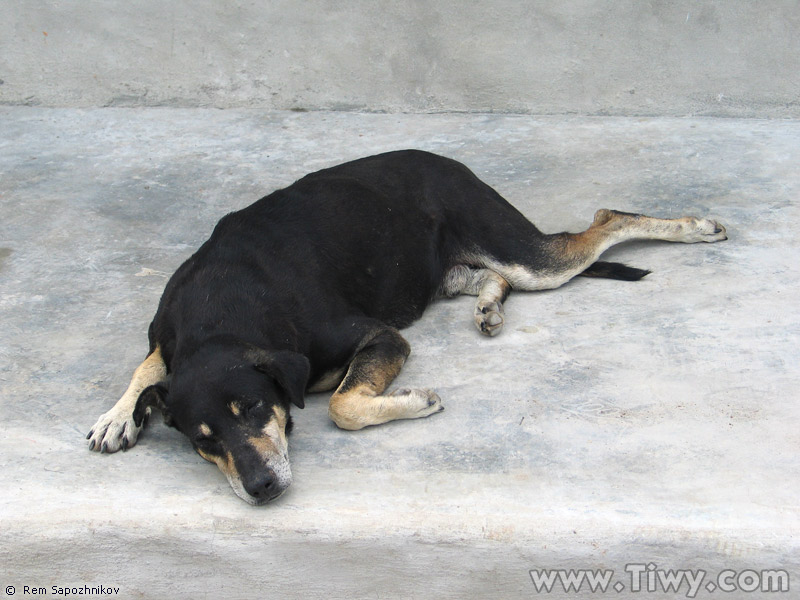 Tpico perro hondureo a la hora de la siesta