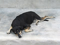 A typical Honduran dog at siesta time