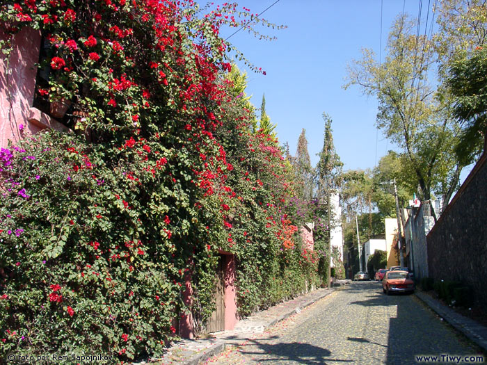The side-streets of metropolitan district San Angel