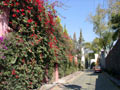 The side-streets of metropolitan district San Angel