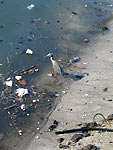 This poor birdie will have to pick at the garbage before it finds some food