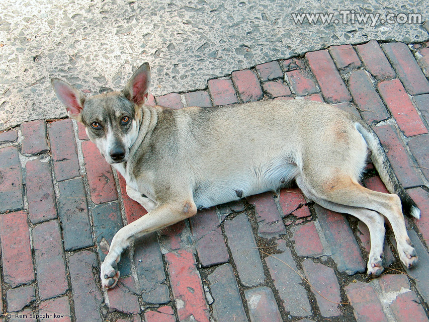 This doggie lives beyond the boundaries of the palace