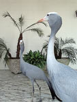 Grey heron in Presidential palace Las Garzas