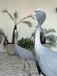 Garza gris en el Palacio de las Garzas