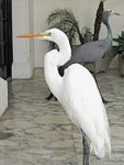 White heron in Presidential palace Las Garzas