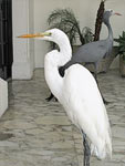 Garza blanca en el Palacio de las Garzas