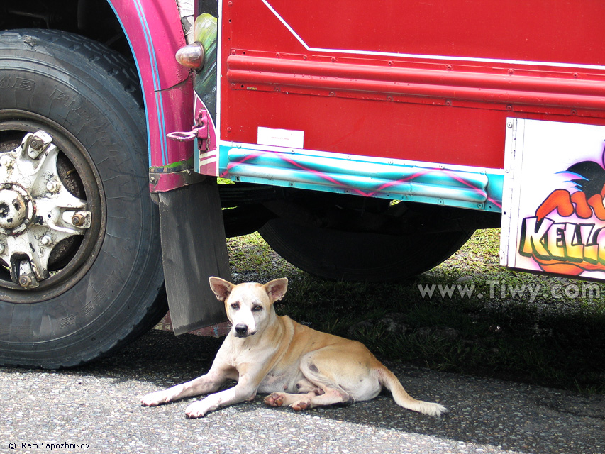 Perrito debajo de pintoresco autobus en Portobelo