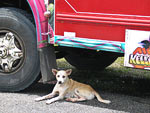 Perrito debajo de pintoresco autobus en Portobelo