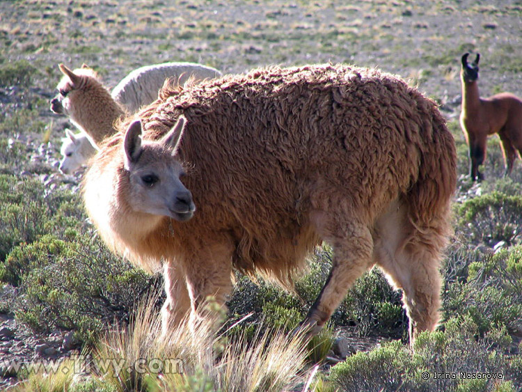 Alpaca