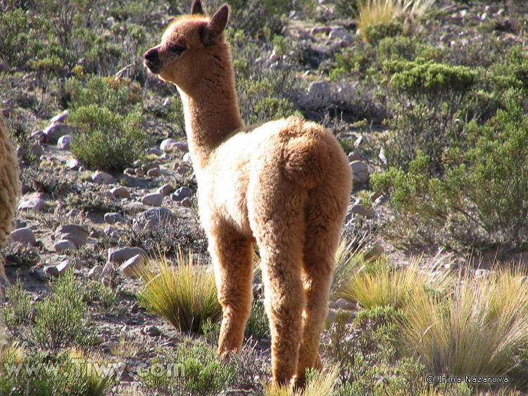 Baby-alpaca