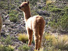 Baby-alpaca