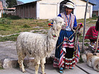 Native population of Colca