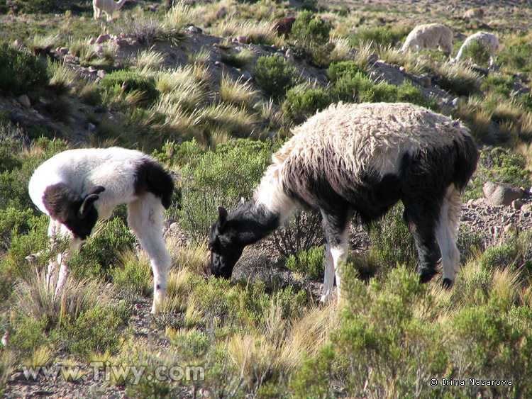 Llamas