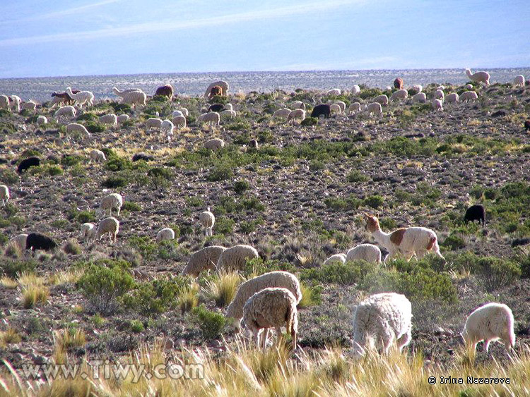 Llamas and alpacas