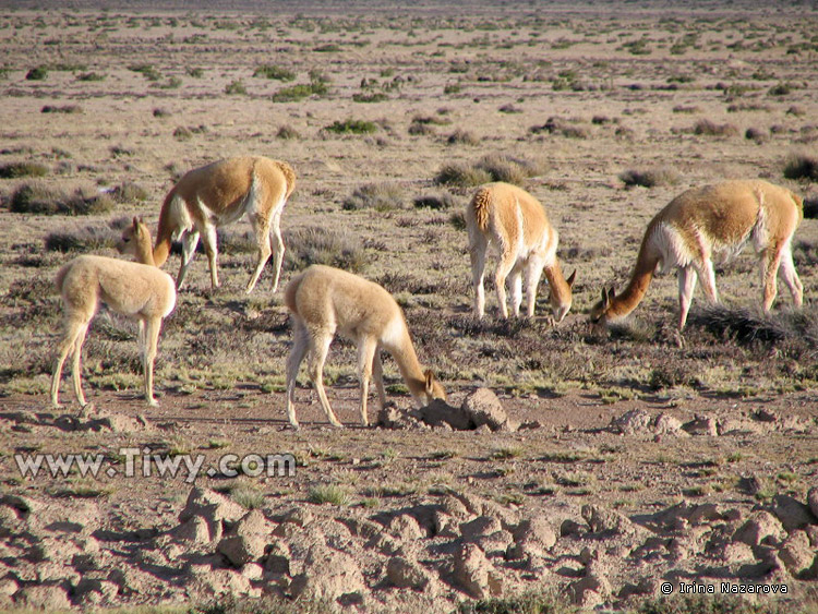 Vicuñas