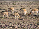 Vicuñas