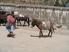 Granny and a donkey