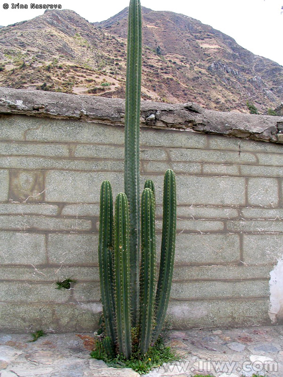 Cactus San Pedro