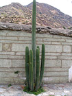 Cactus «San Pedro»