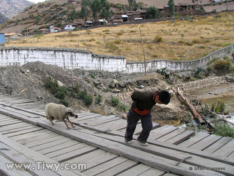 A boy and a sheep