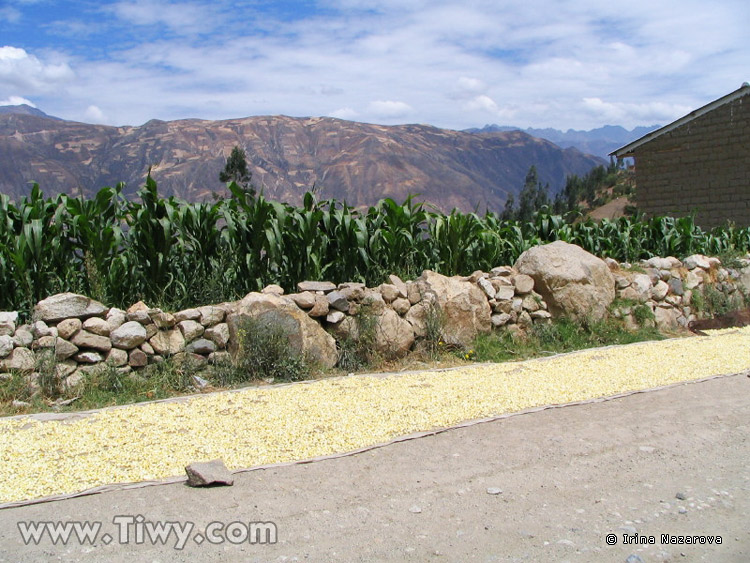 Drying the corn