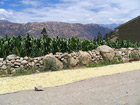 Drying the corn