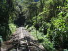 Green tunnel