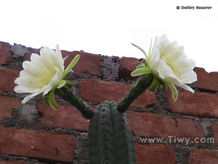 Двойной цветок кактуса на пирамиде Эсмеральды