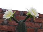 Cactus flower