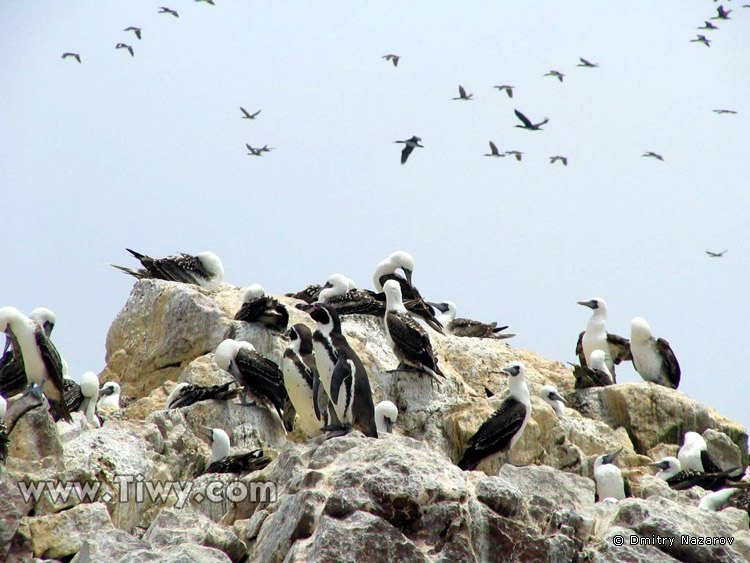 Little penguins