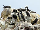 Little penguins