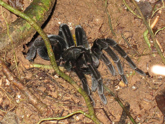 A wolf spider (tarantula)