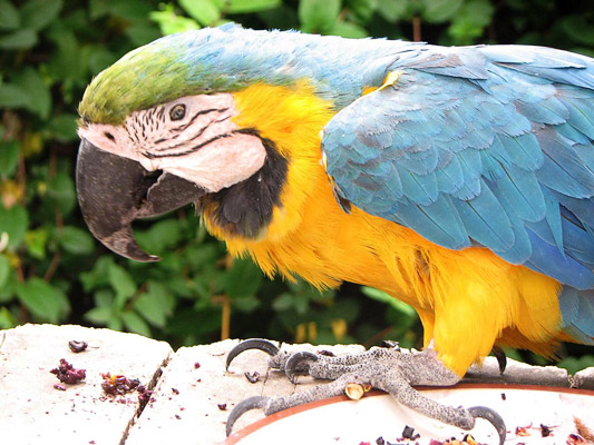 Guacamayo