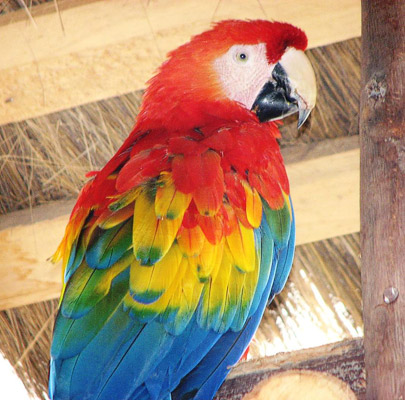 Guacamayo