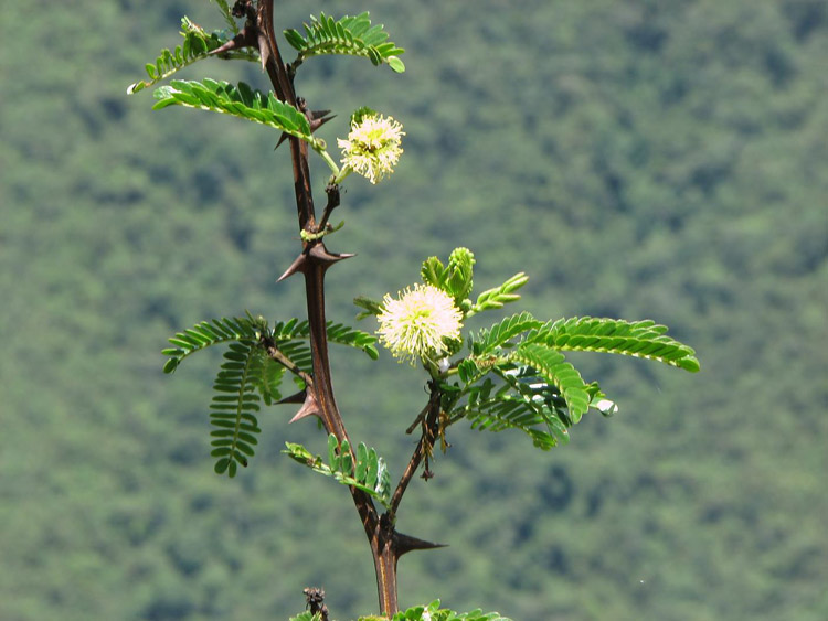 Some local acacias and mimosas are still in bloom