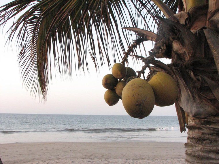 The resort palm-trees against the quite idyllic background of sand and really pacific ocean