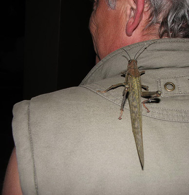 Unsuspecting miniature grasshoppers