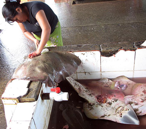 The wives of toilers of the sea dress some variety of ray