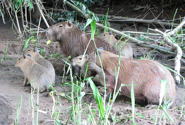 Capybaras