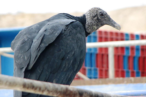 And vultures are patiently waiting for somebody's returns... or no-returns