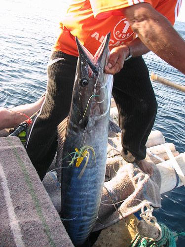 Five-feet barracuda