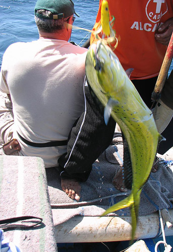 An outstandingly beautiful dorada