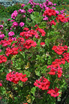 Flowers near the monument to Jose Claudio Perez Rivas