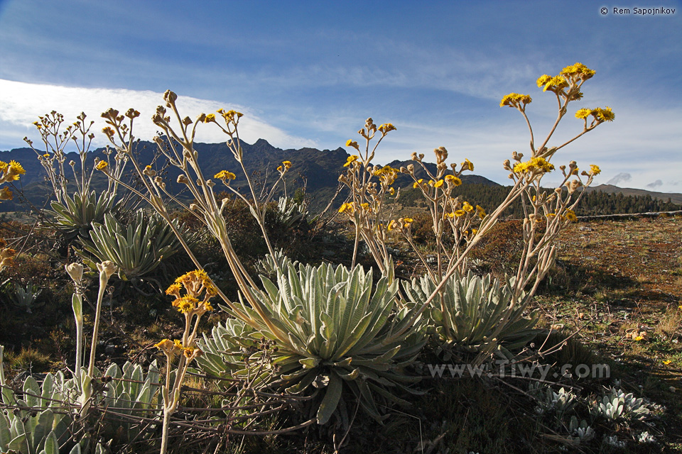 Frailejones