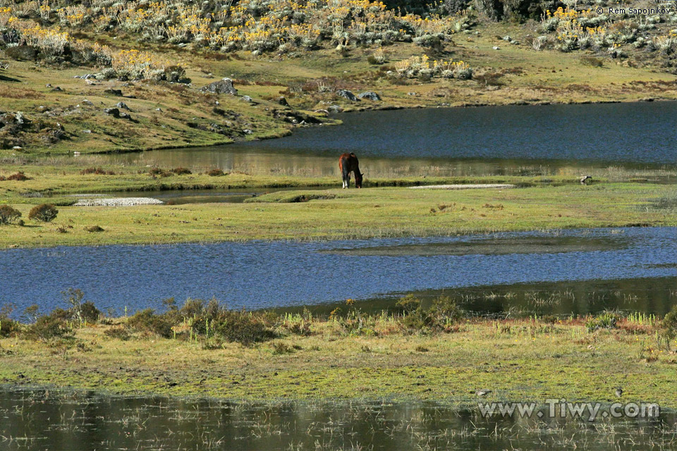 La Laguna de Mucubaji, caballo despunta la yerba