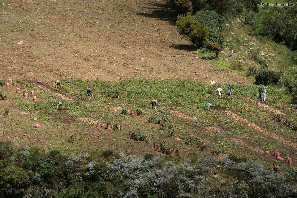 Potatoes are the most famous products of the farming in the region