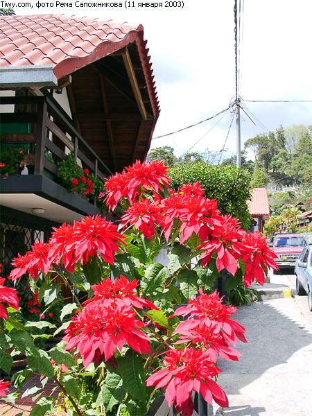 Colonia Tovar, Venezuela