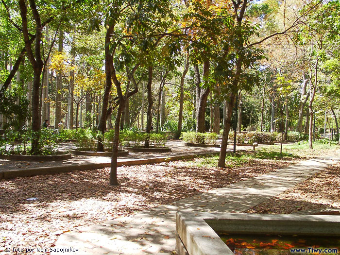 The park Los Caobos on the eve of a general cleanup