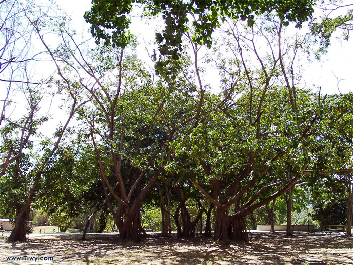 Parque del Este, Caracas